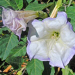 Sacred Datura in Squaw Flat