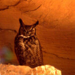 Great Horned Owl, Colorado Cyns. NCA, Co 500x